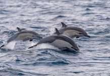 Delfini a Casal Borsetti: il video delle acrobazie in mare fa il giro dei social
