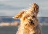 Cane al mare