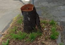 Castel Bolognese: alberi a rischio caduta, disposti cinque abbattimenti Albero tagliato in via Nigrisoli